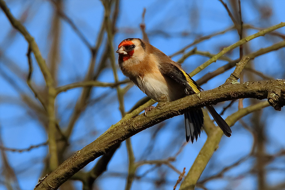 Cardellino